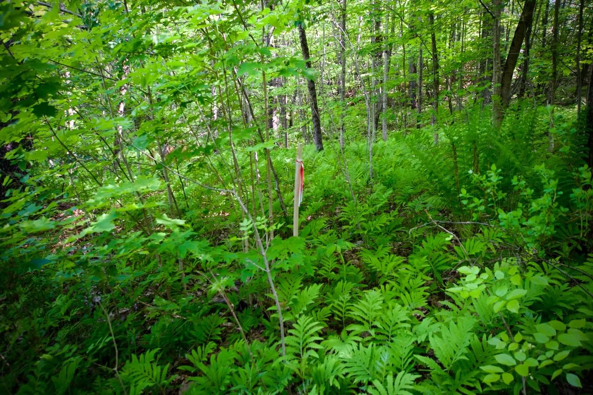 Th27 Beaver Hill Road Roxbury VT 05669