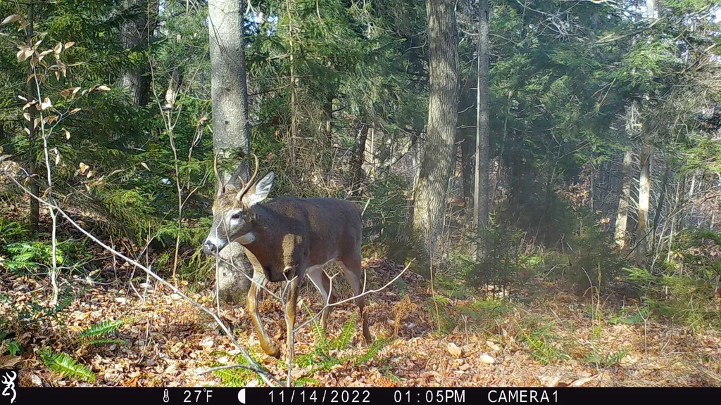 Stockbridge VT 05772