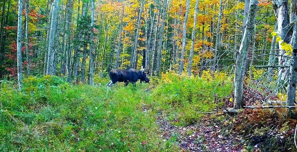 Stockbridge VT 05772