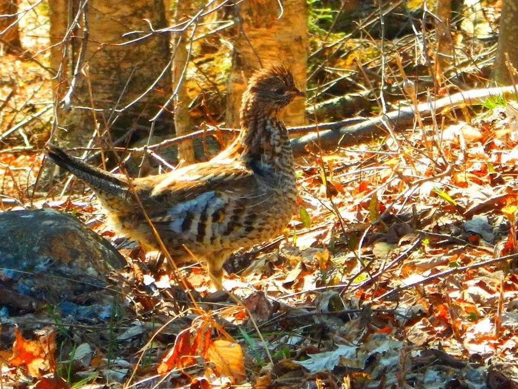 Stockbridge VT 05772