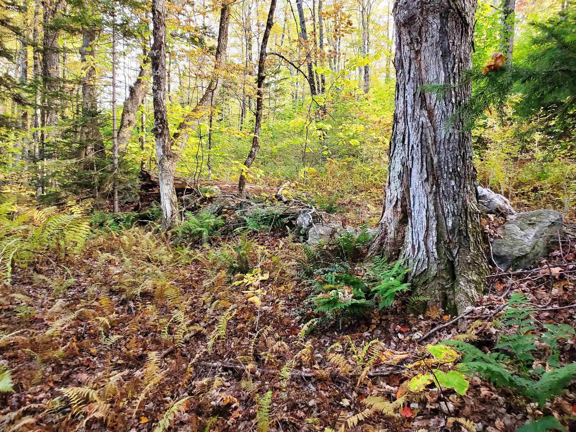 Stockbridge VT 05772