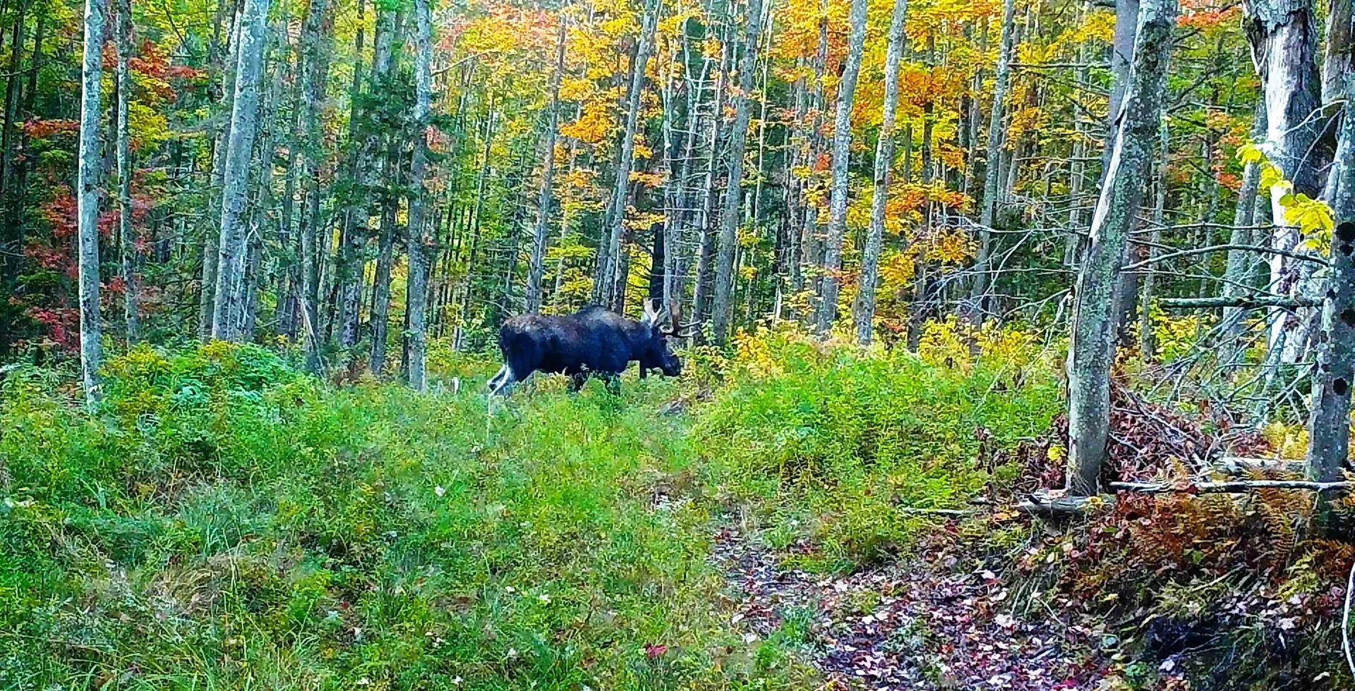 Stockbridge VT 05772
