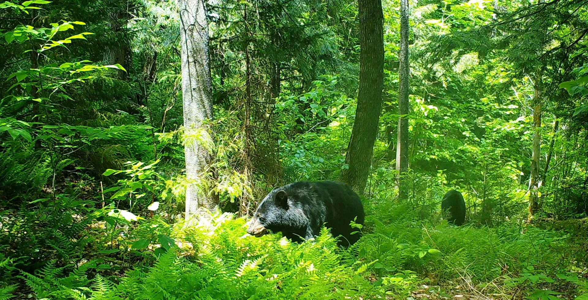 Stockbridge VT 05772