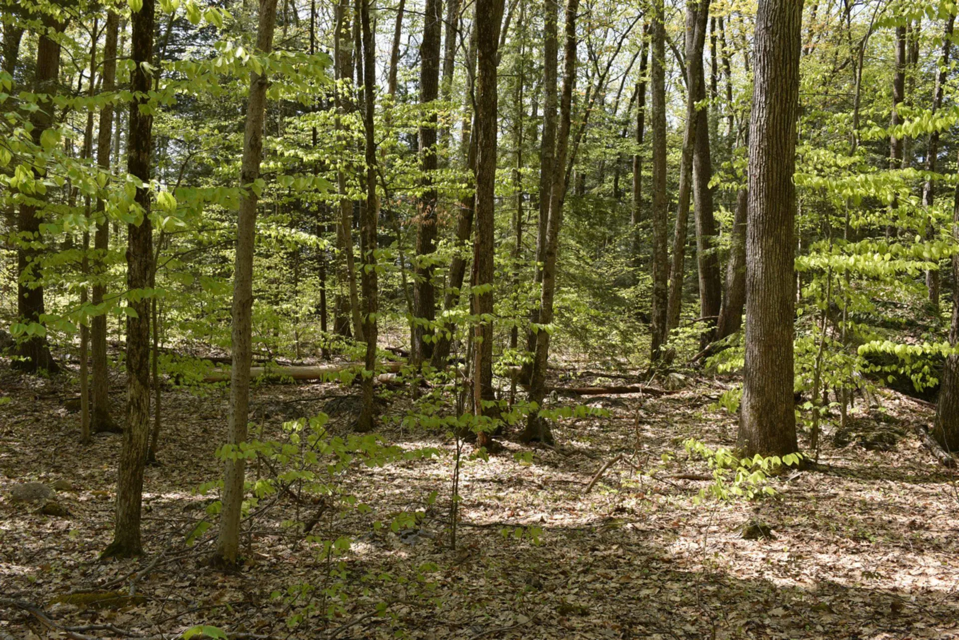 Tbd Isthmus Drive Leicester VT 05733