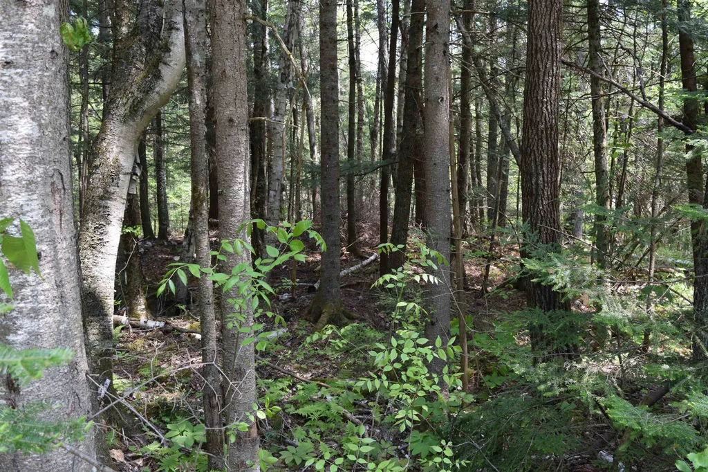 Lot 40 Rogers Road Haverhill NH 03765