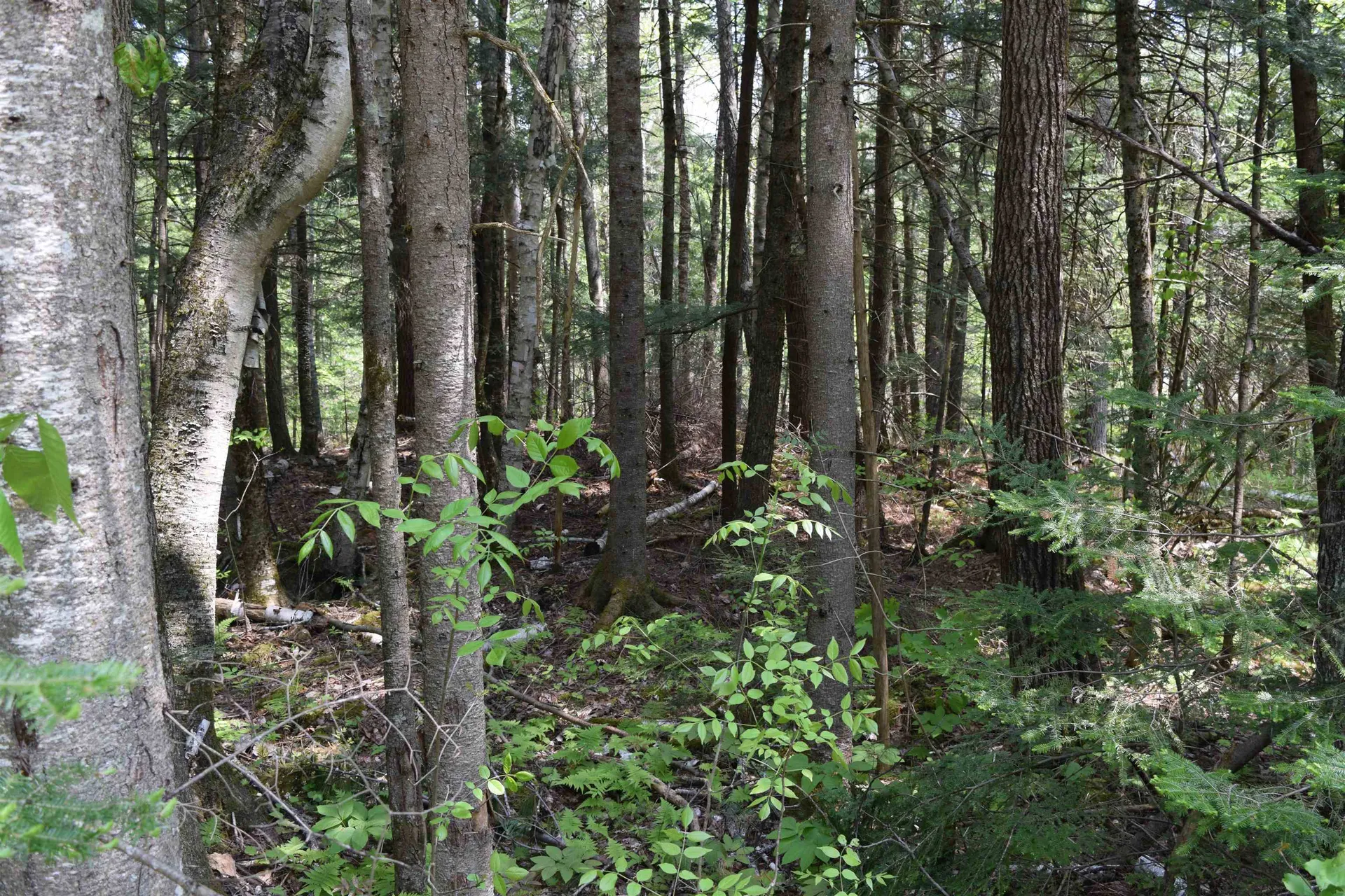 Lot 40 Rogers Road Haverhill NH 03765