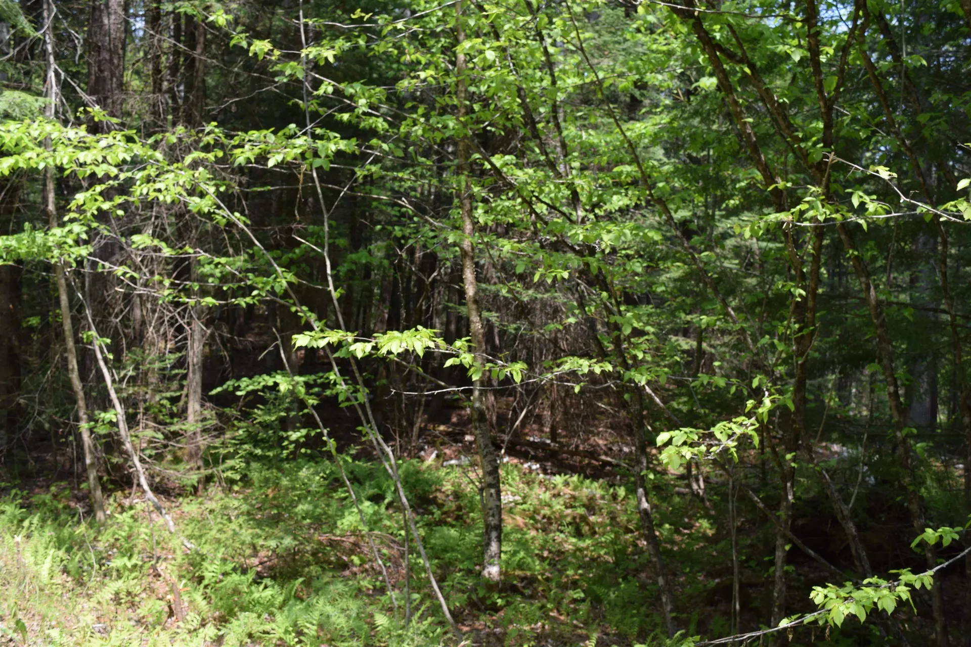Lot 40 Rogers Road Haverhill NH 03765