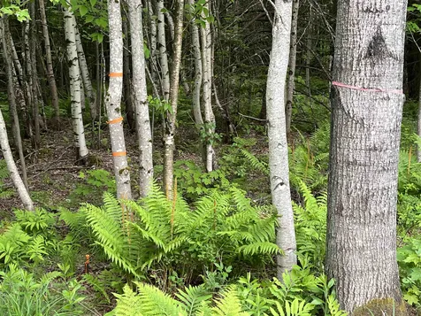 155 Stevens Mill Road Jay VT 05672