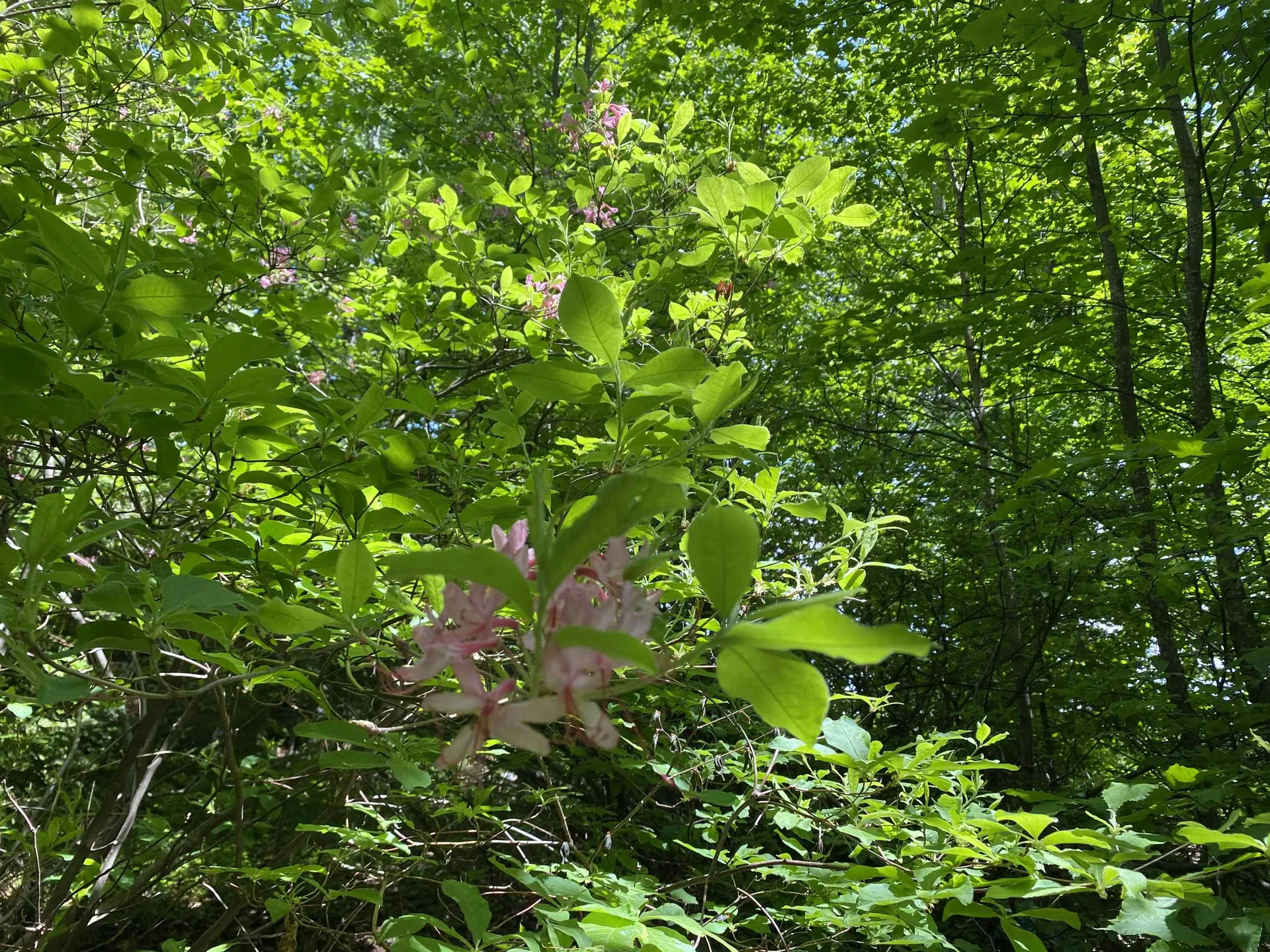 41 Rice Hill Road Dover VT 05341