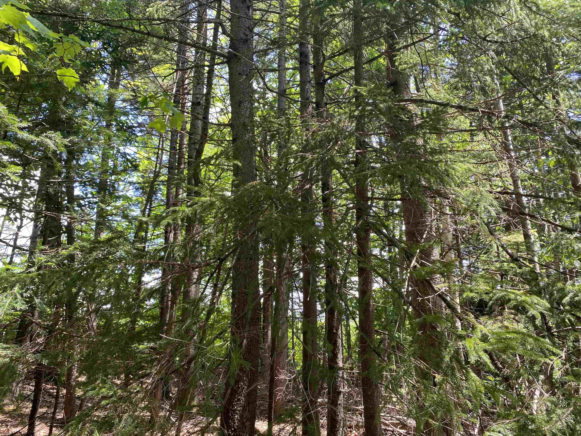 41 Rice Hill Road Dover VT 05341