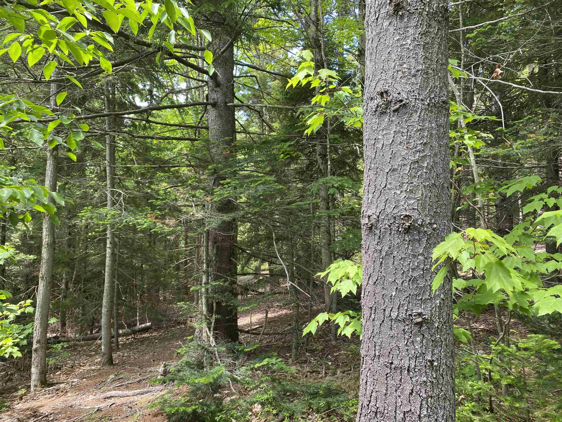 41 Rice Hill Road Dover VT 05341