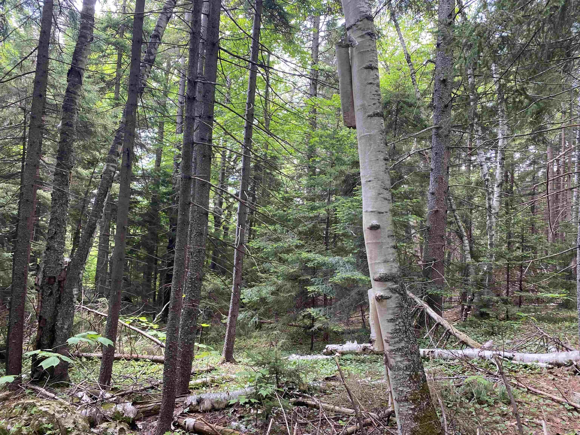 41 Rice Hill Road Dover VT 05341