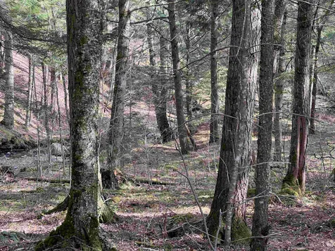00 Shadow Lake Road Waterford VT 05819