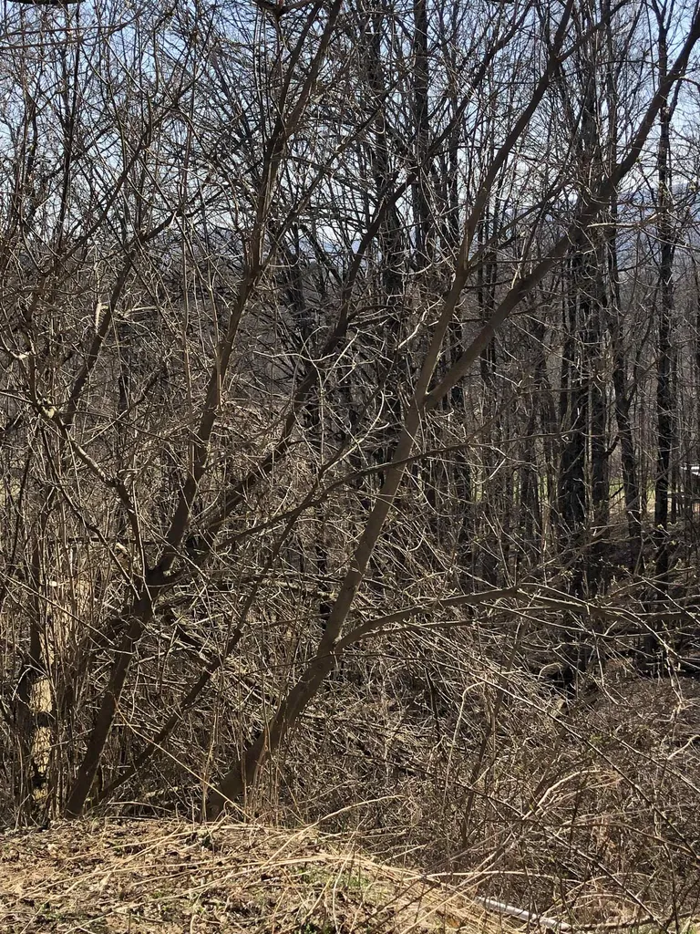 86 Laurel Lane Waterbury VT 05677