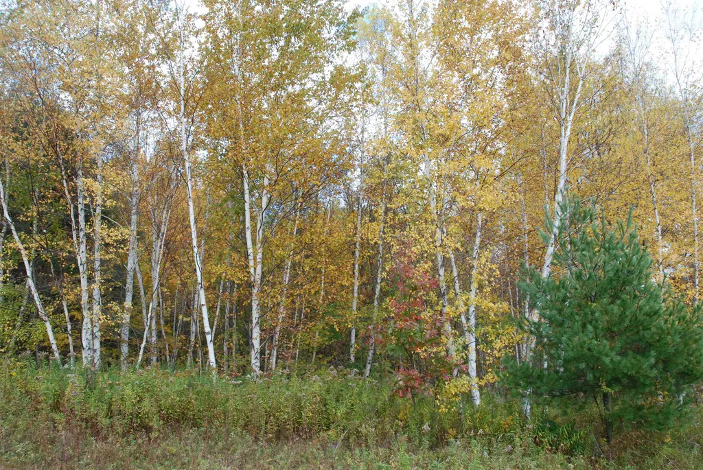 710 Herrick Brook Road Pawlet VT 05761