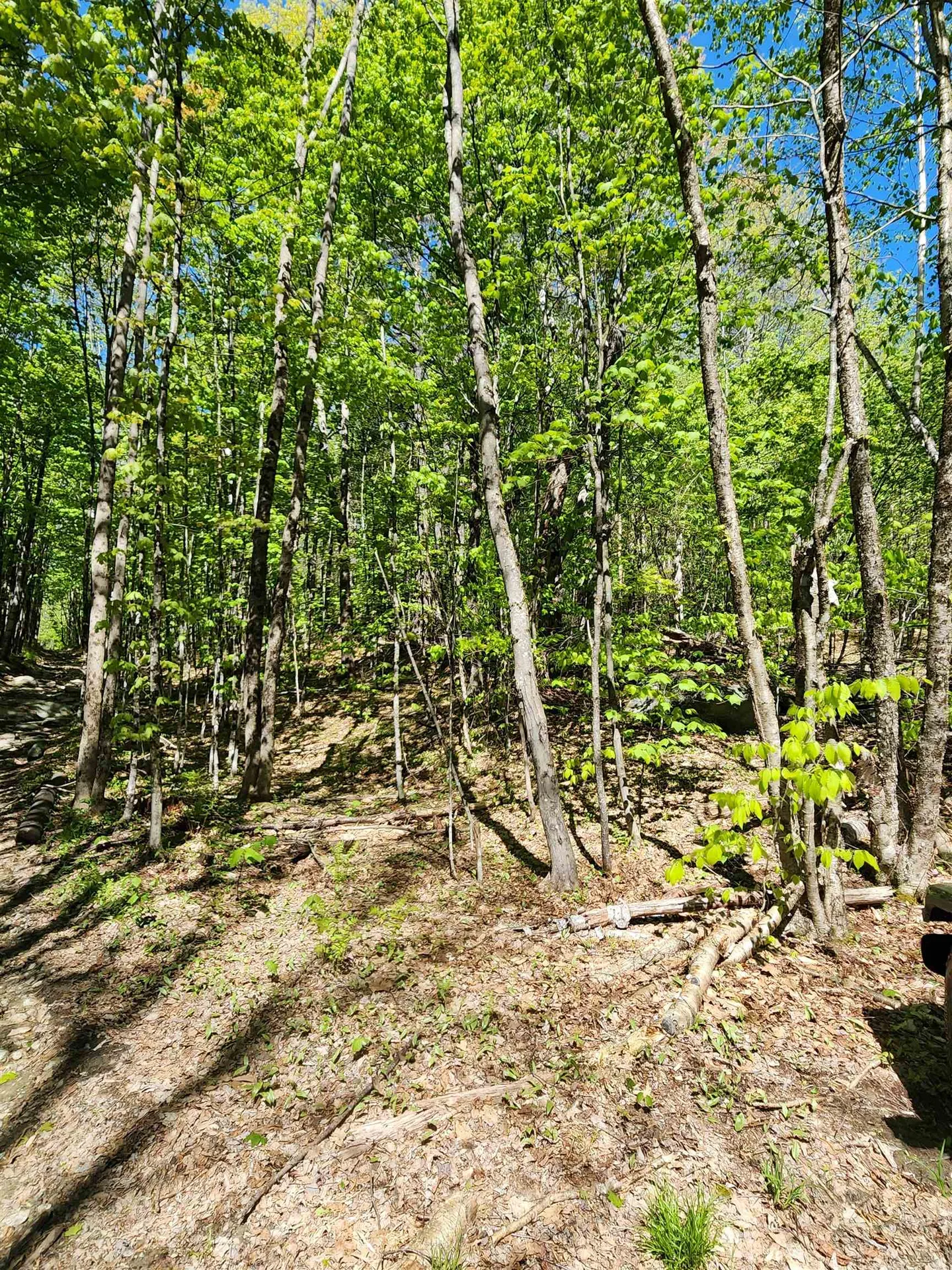 Potato Hill Road Unity NH 03603