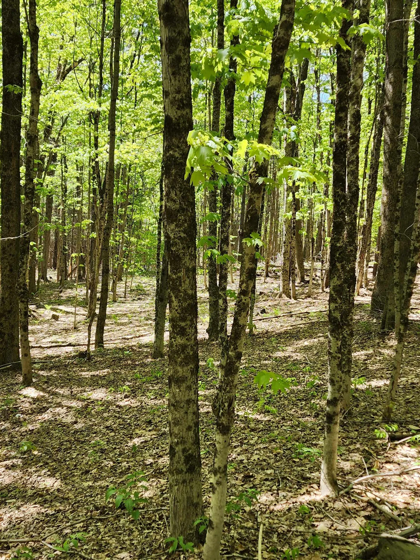 Potato Hill Road Unity NH 03603