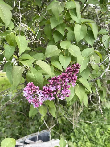 282 Main Street Montpelier VT 05602