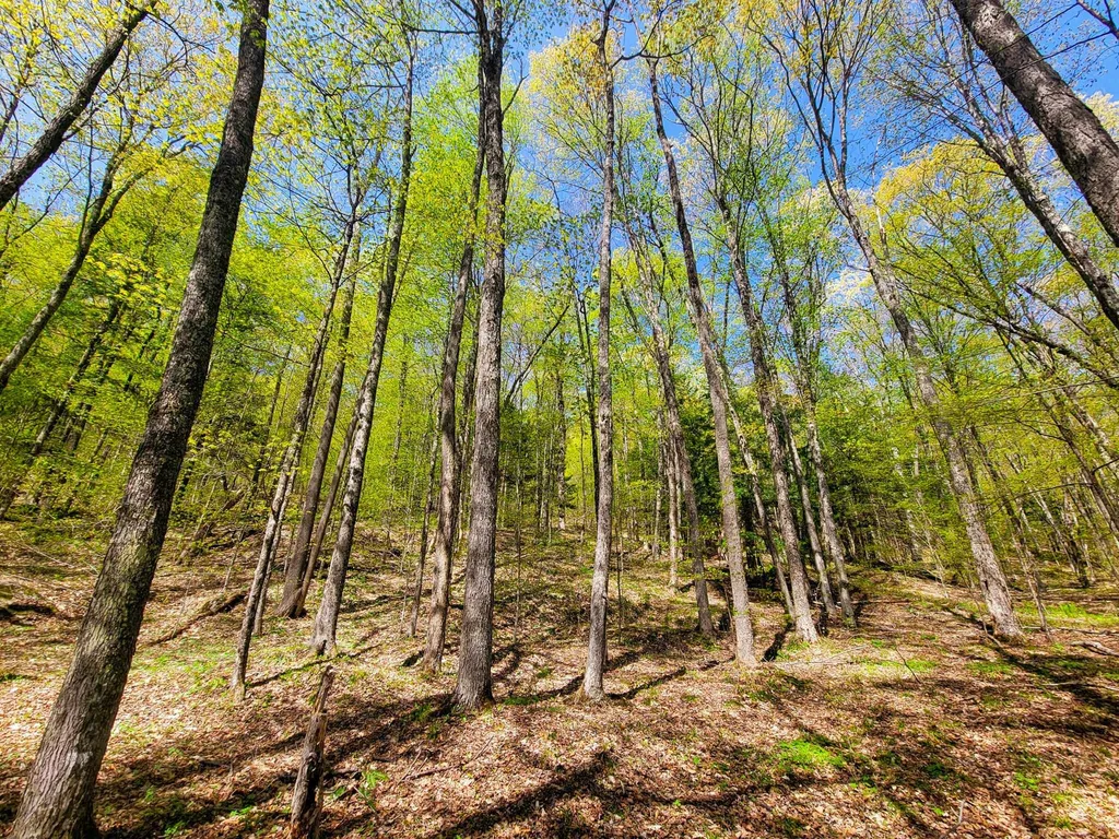 102 Turnpike Road Strafford VT 05072
