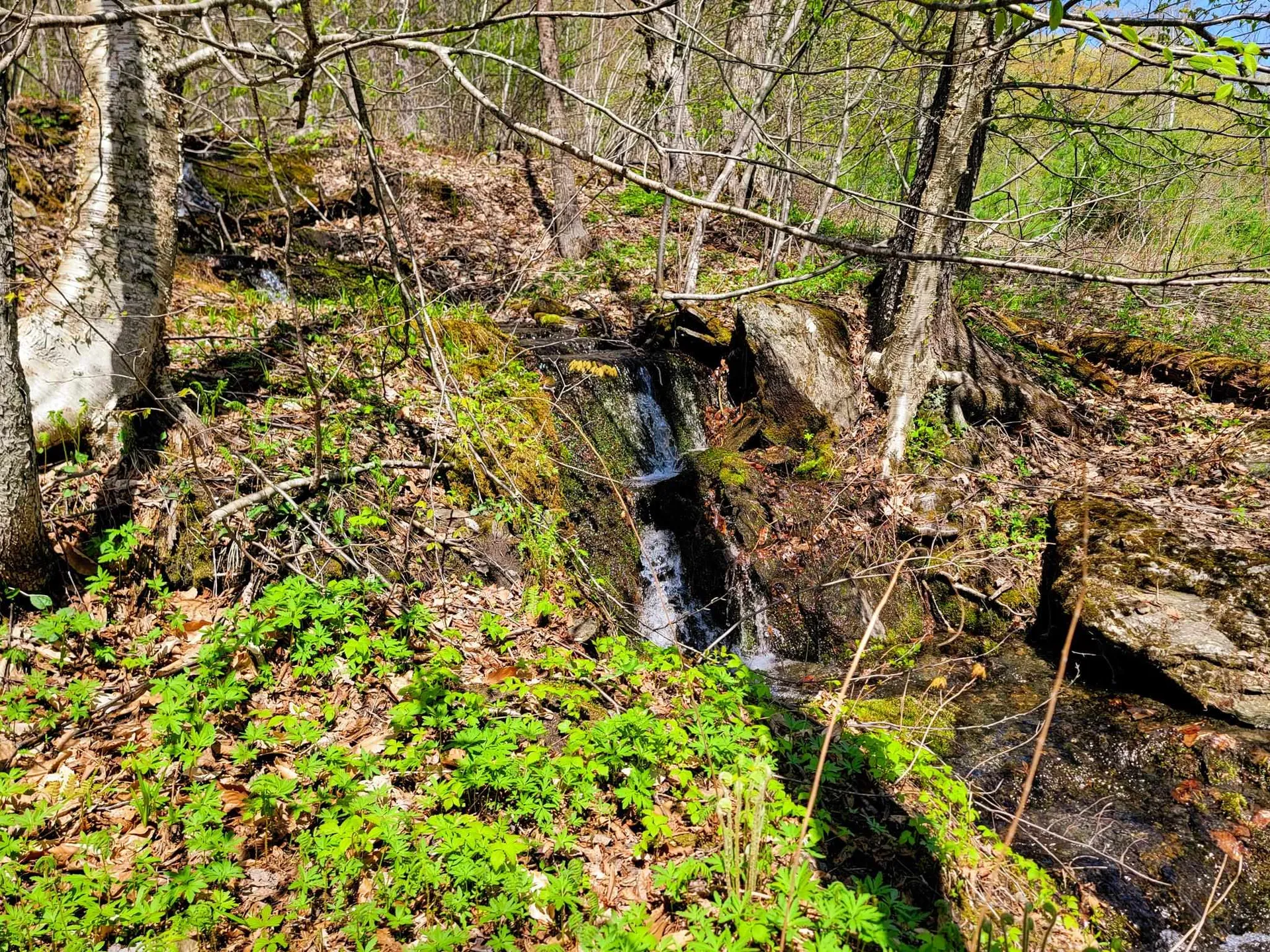 102 Turnpike Road Strafford VT 05072