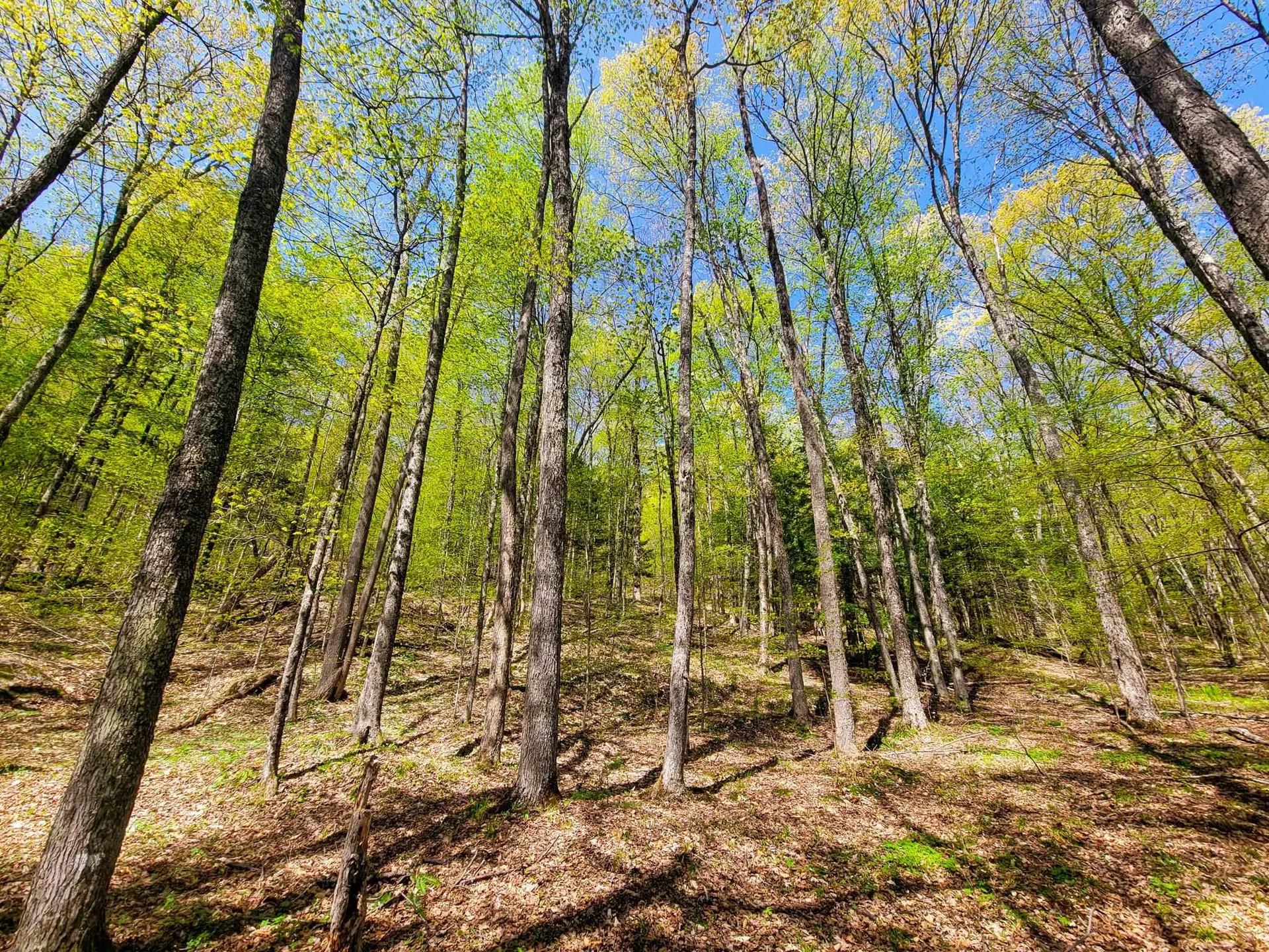 102 Turnpike Road Strafford VT 05072