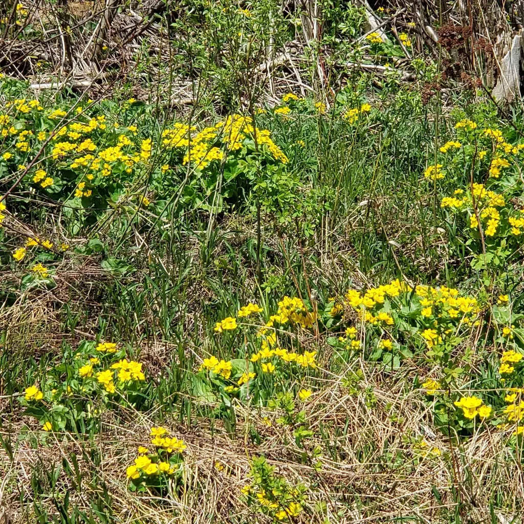 Tbd Vt Us Route 302 Barre Town VT 05641