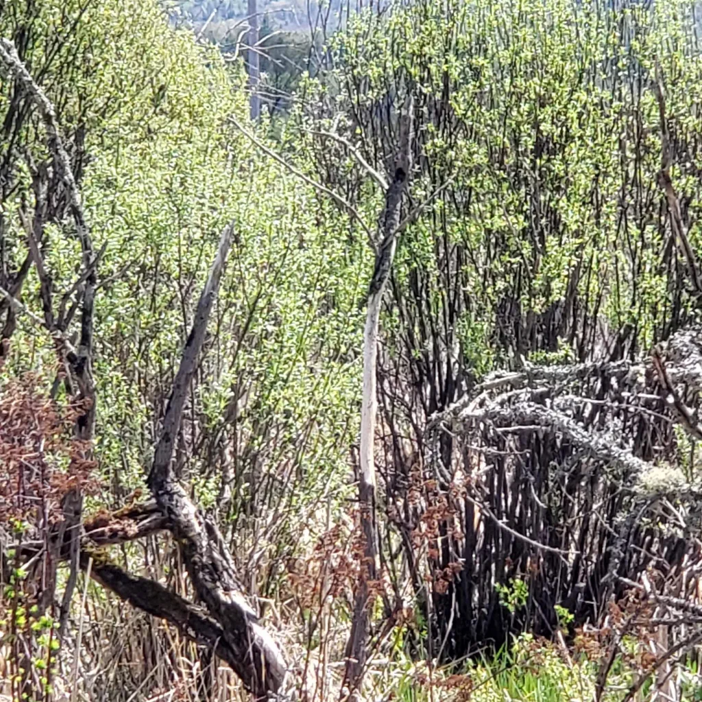 Tbd Vt Us Route 302 Barre Town VT 05641