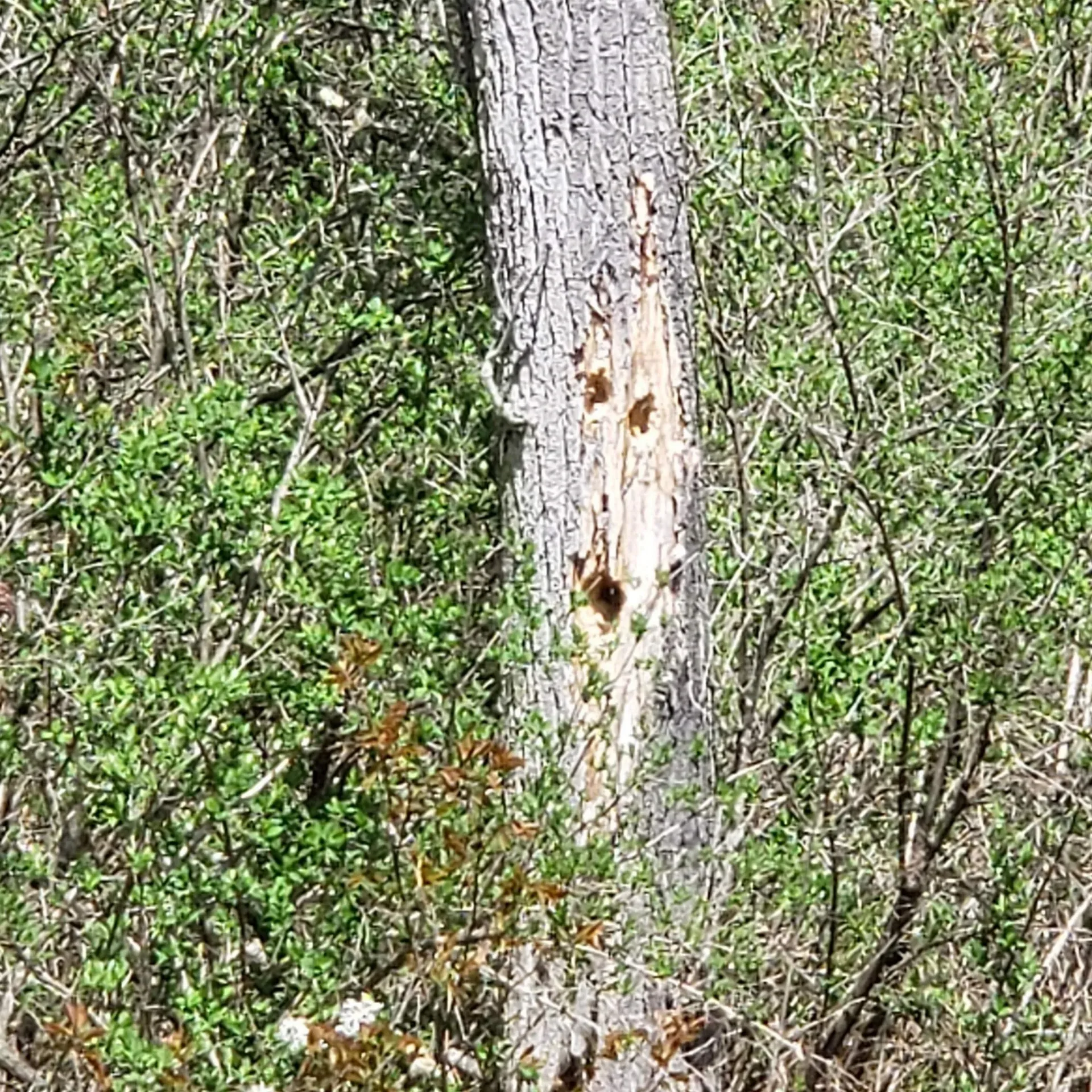 Tbd Vt Us Route 302 Barre Town VT 05641