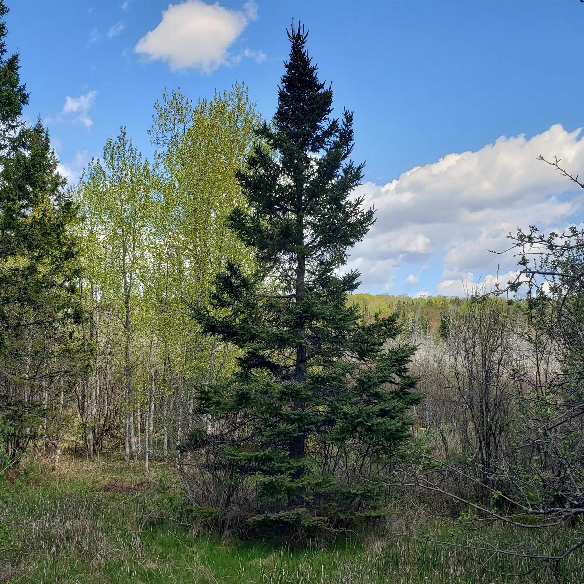 Tbd Vt Us Route 302 Barre Town VT 05641