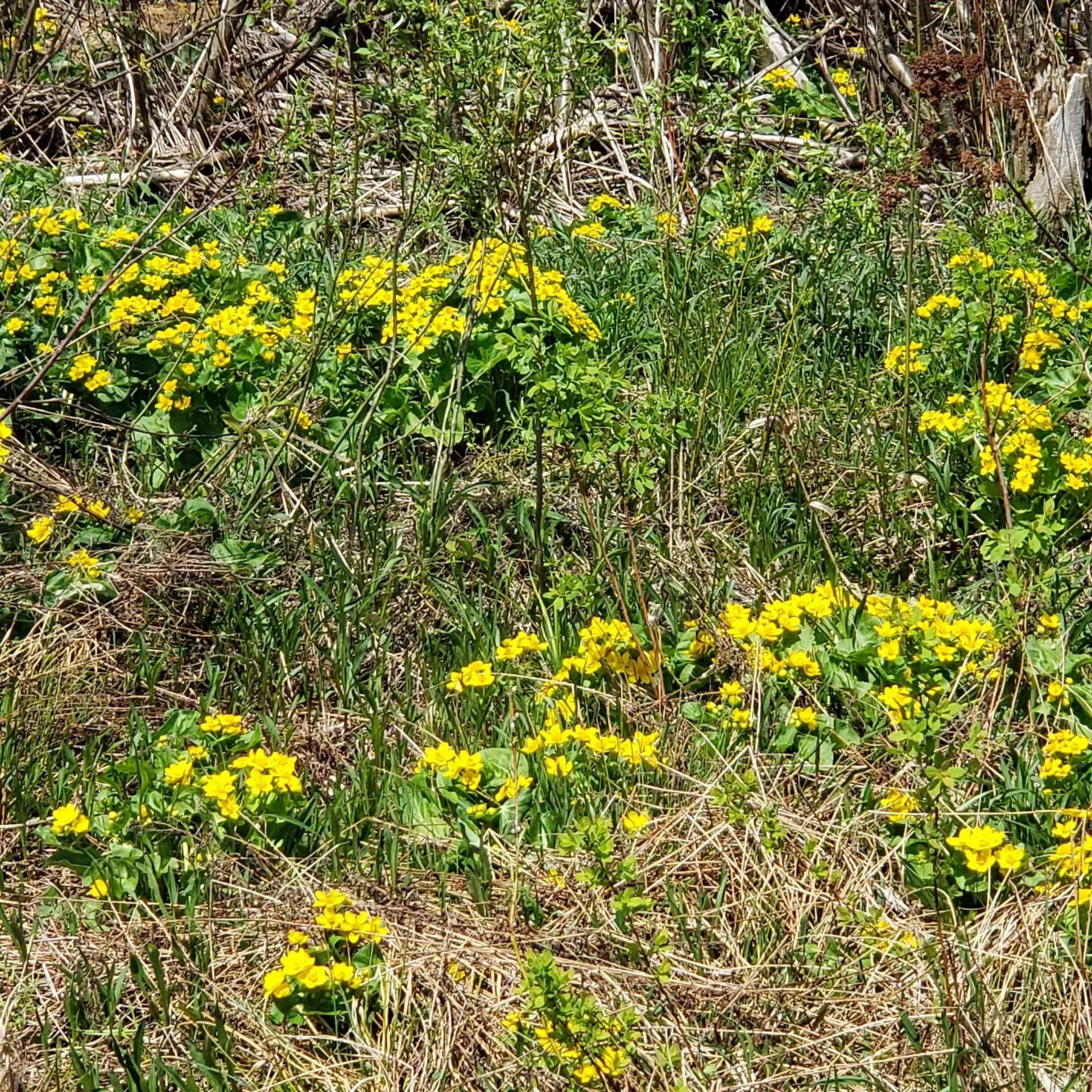 Tbd Vt Us Route 302 Barre Town VT 05641