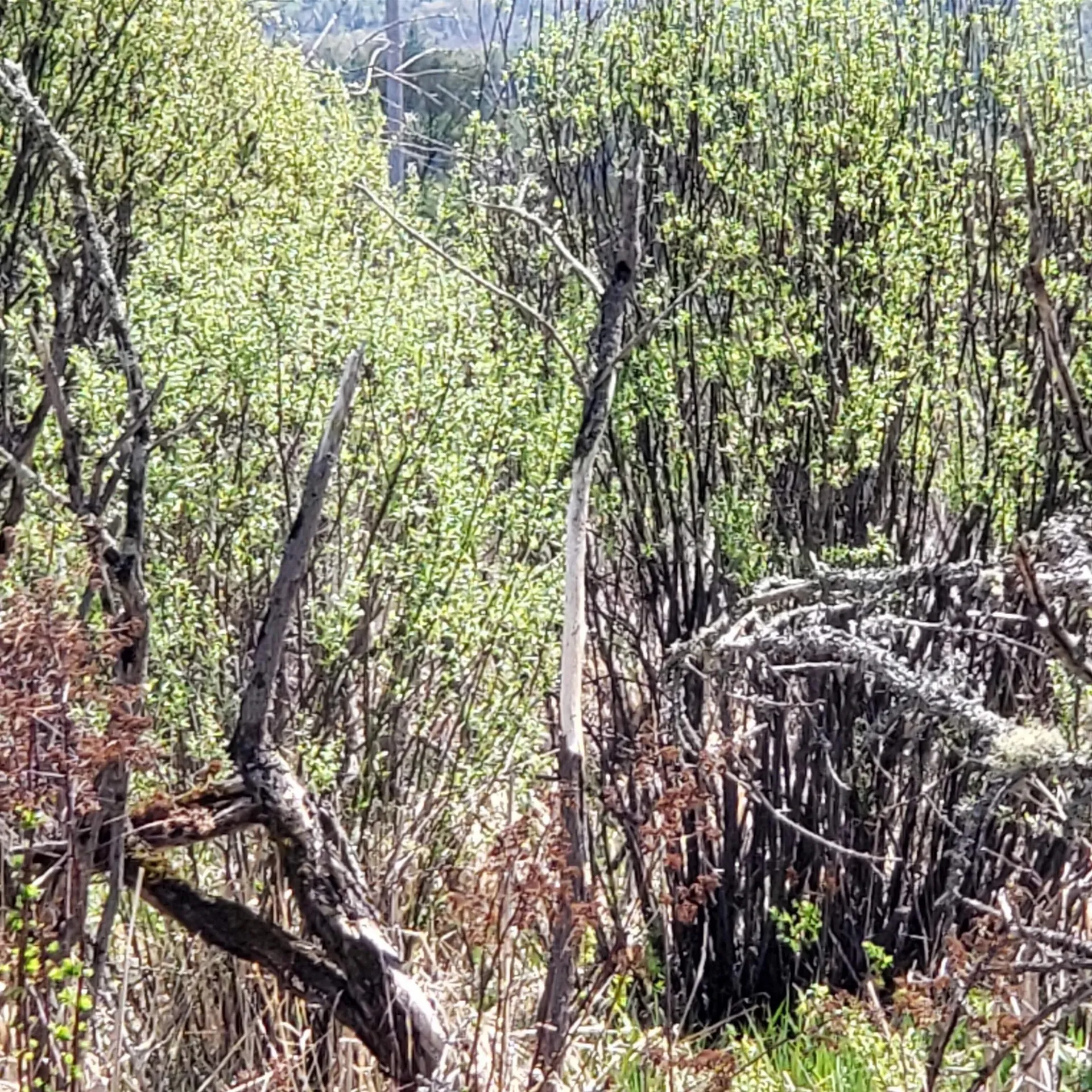 Tbd Vt Us Route 302 Barre Town VT 05641