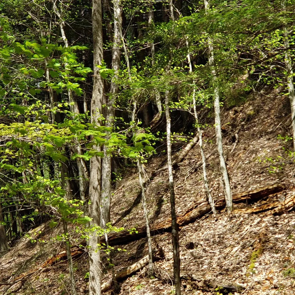 Tbd Waits River Road Bradford VT 05033