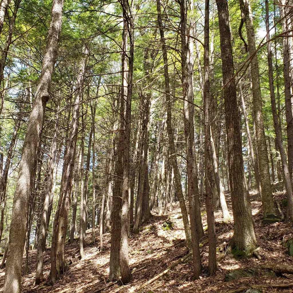 Tbd Waits River Road Bradford VT 05033