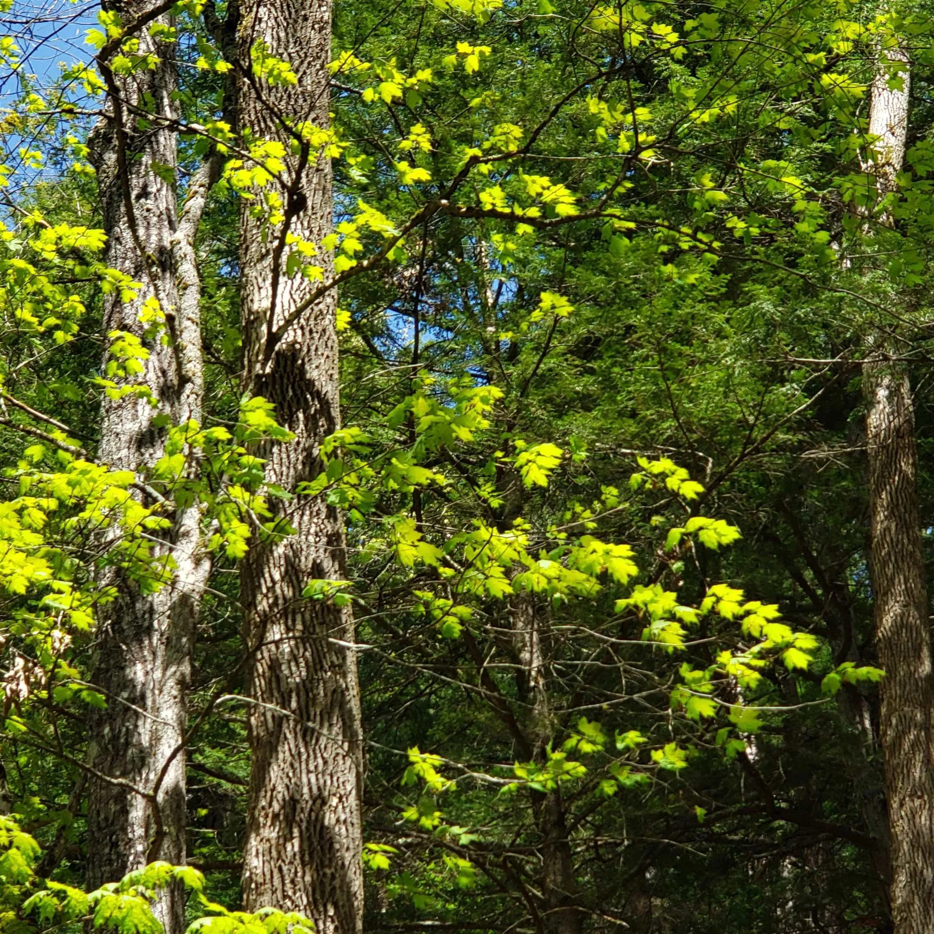 Tbd Waits River Road Bradford VT 05033