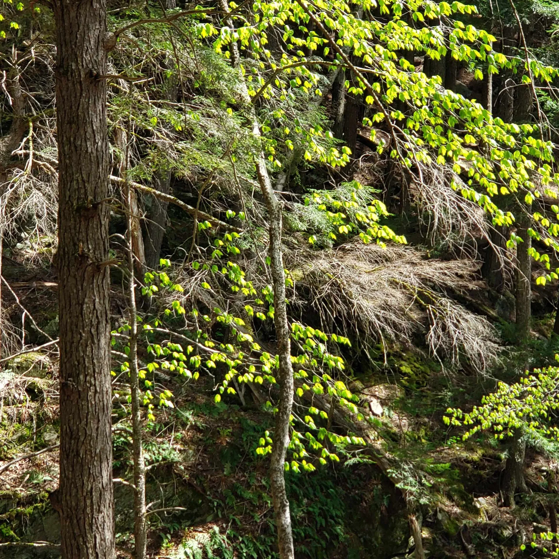 Tbd Waits River Road Bradford VT 05033