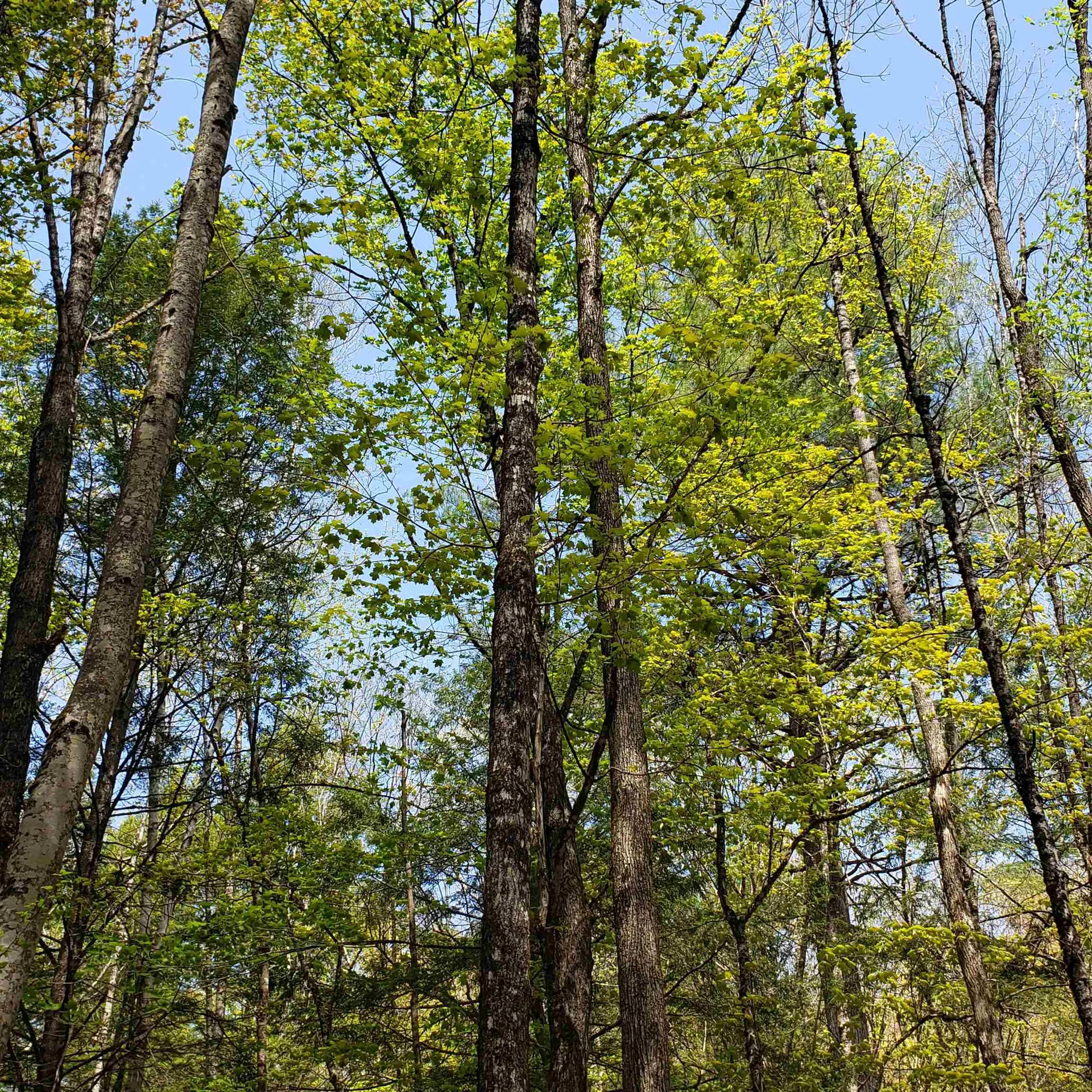 Tbd Waits River Road Bradford VT 05033