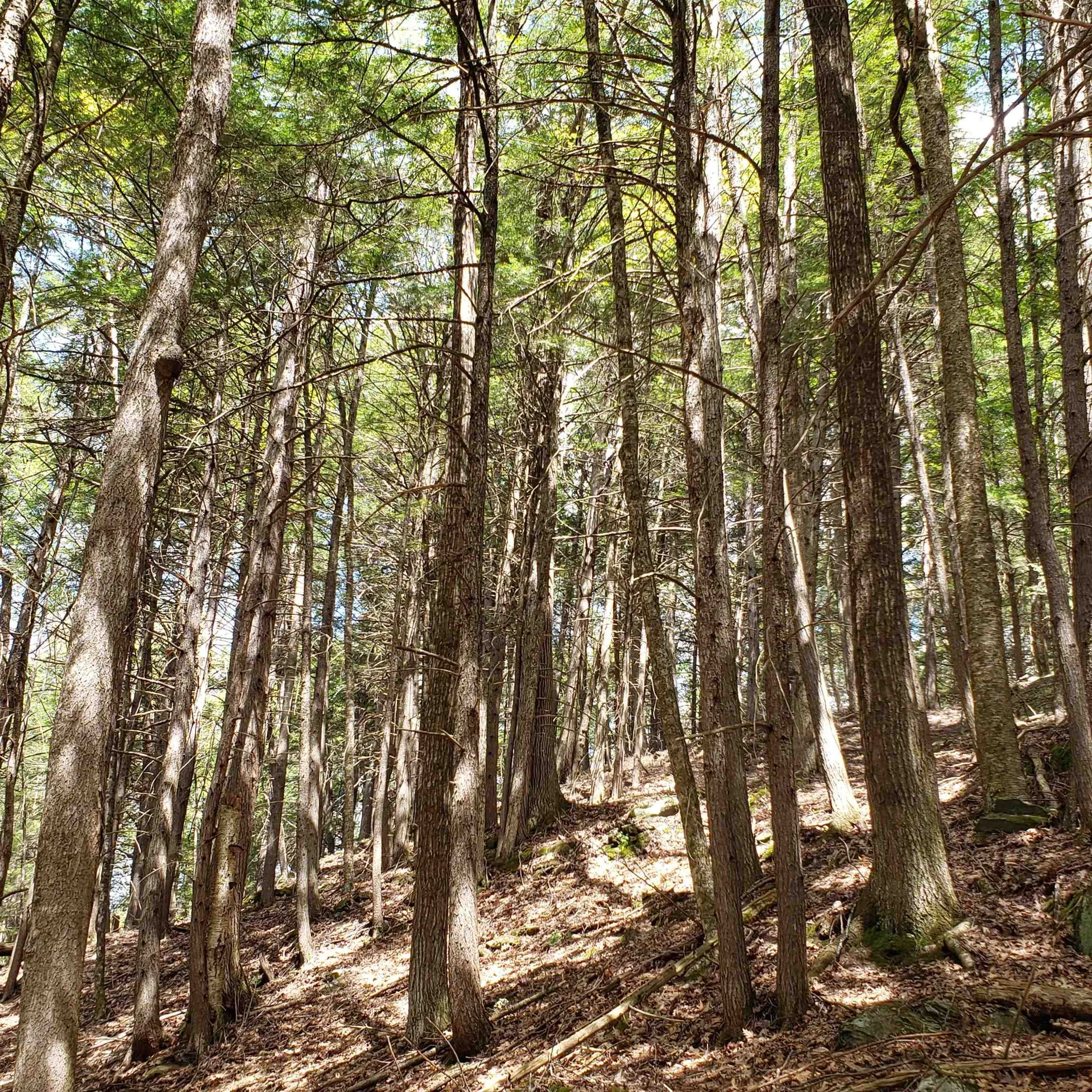 Tbd Waits River Road Bradford VT 05033