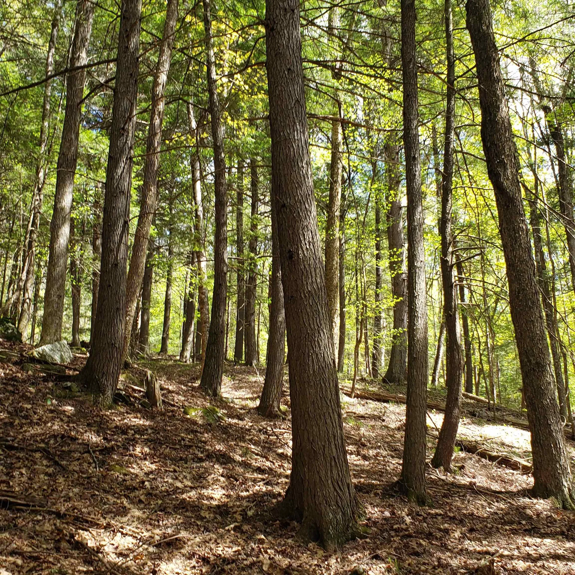 Tbd Waits River Road Bradford VT 05033