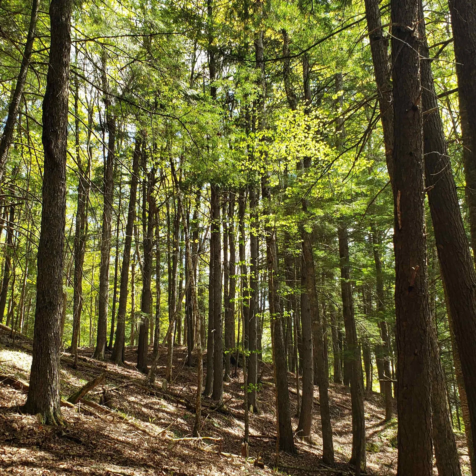 Tbd Waits River Road Bradford VT 05033