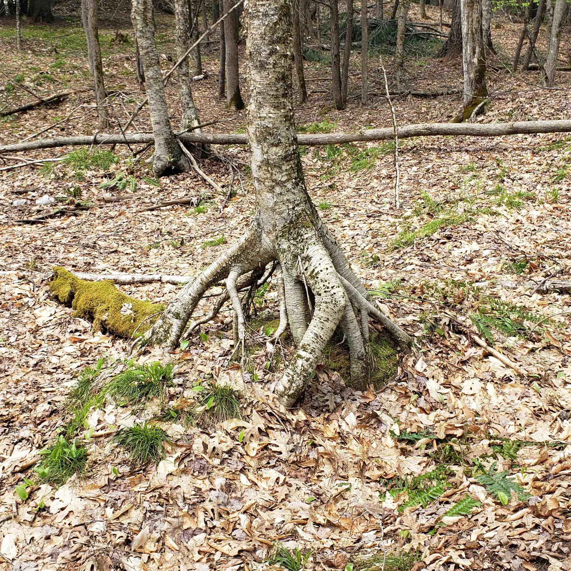 Tbd Waits River Road Bradford VT 05033