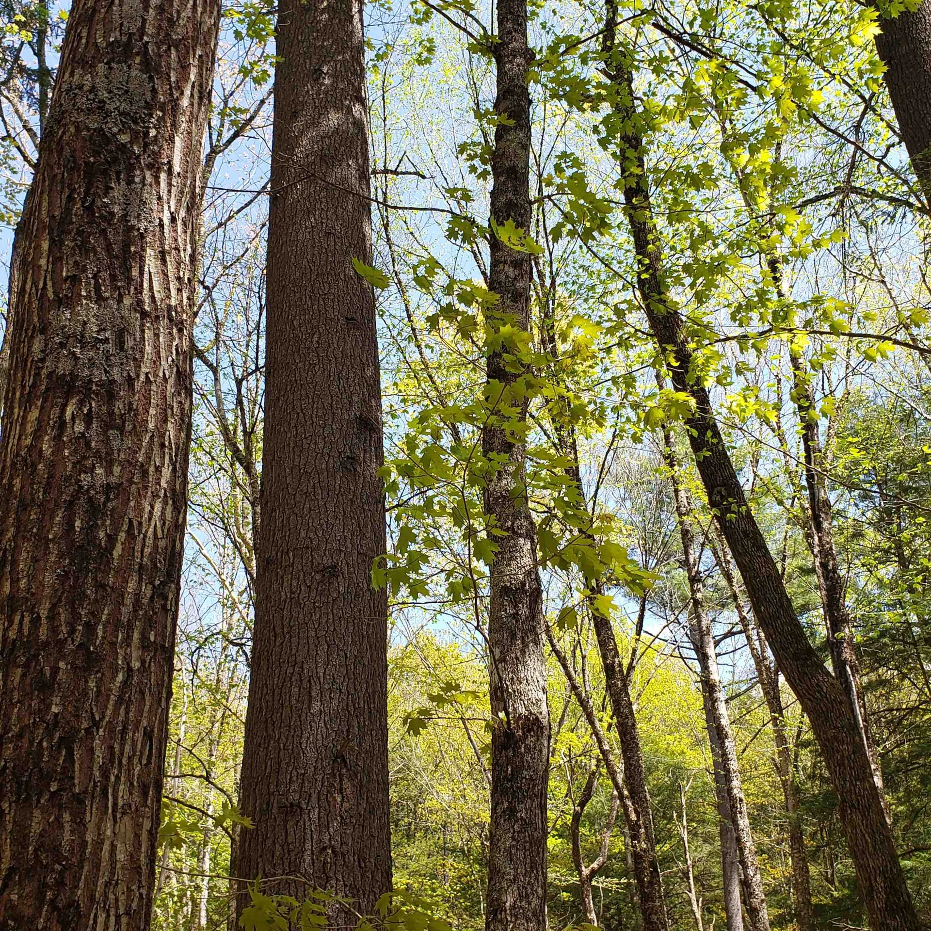 Tbd Waits River Road Bradford VT 05033