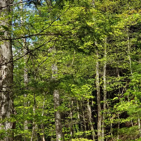 Tbd Waits River Road Bradford VT 05033