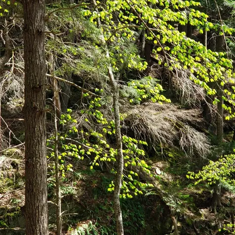 Tbd Waits River Road Bradford VT 05033