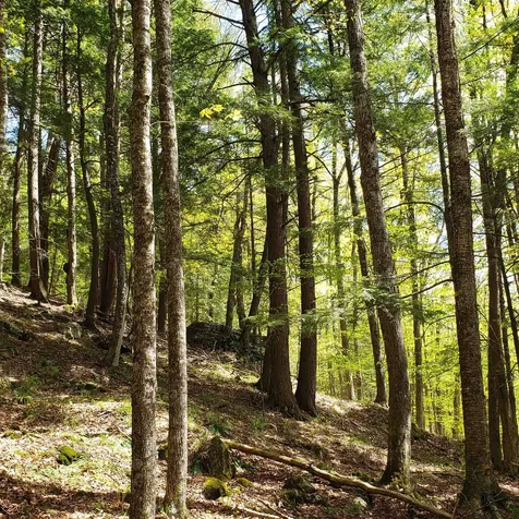 Tbd Waits River Road Bradford VT 05033