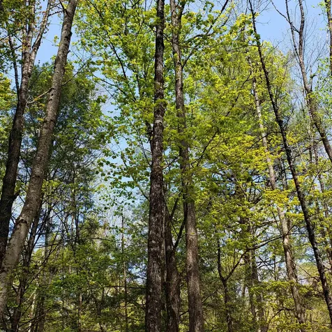 Tbd Waits River Road Bradford VT 05033