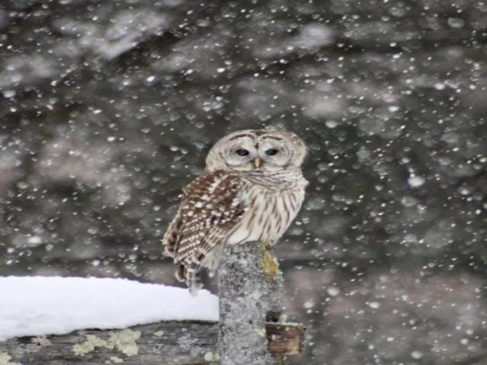 16 Clover Lane Jericho VT 05465