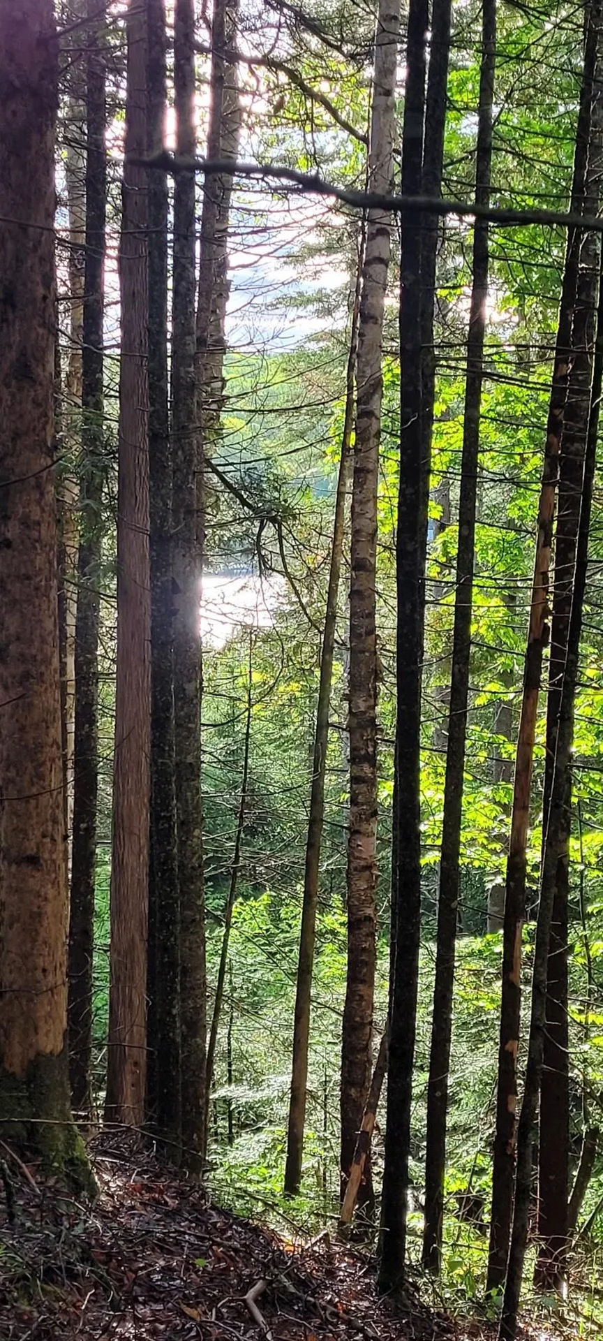 Off Bayley Hazen Road Danville VT 05828