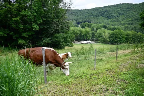 60 Cooke Road Brattleboro VT 05301
