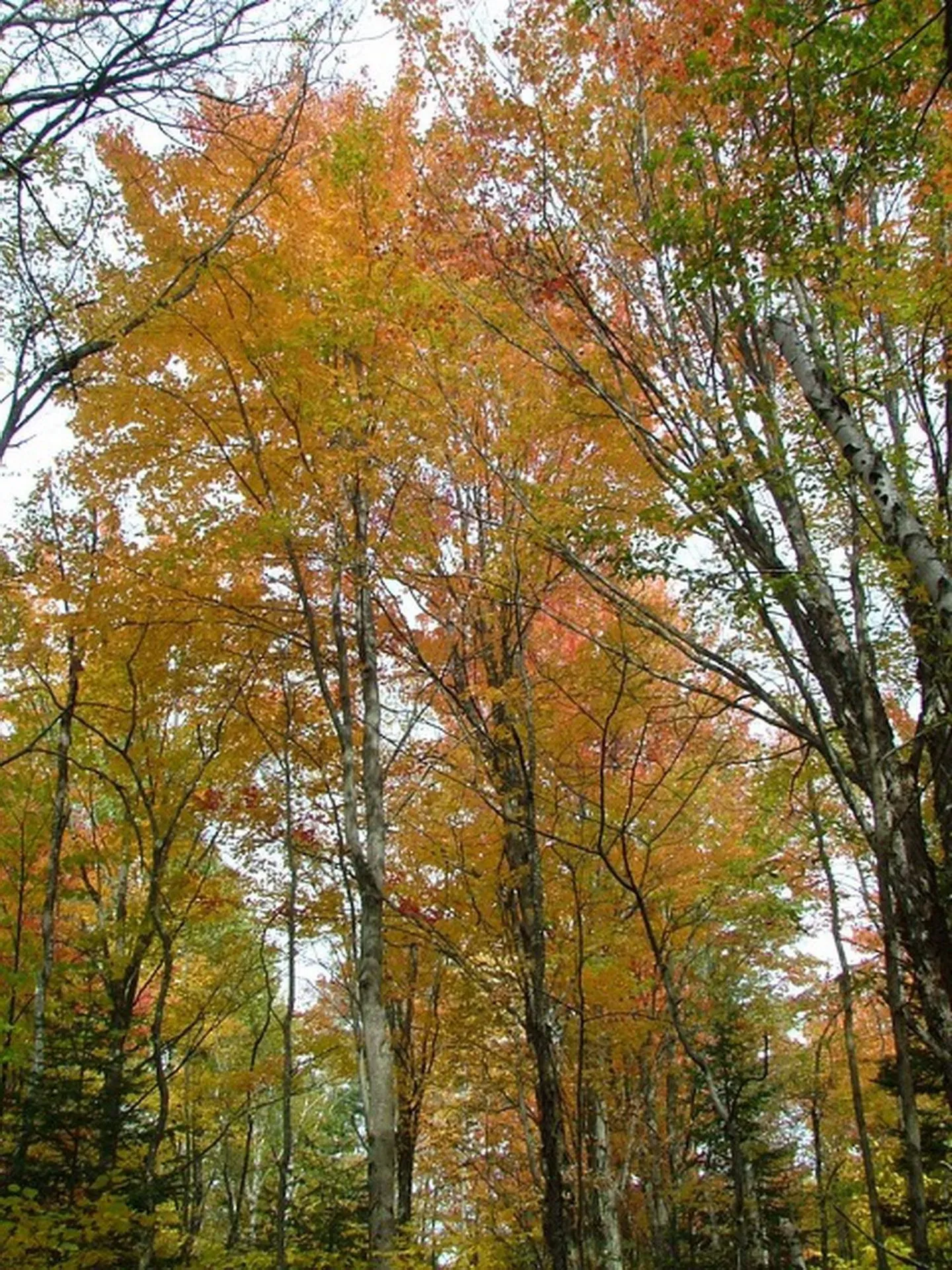 Tbd Easton Road Sugar Hill NH 03586