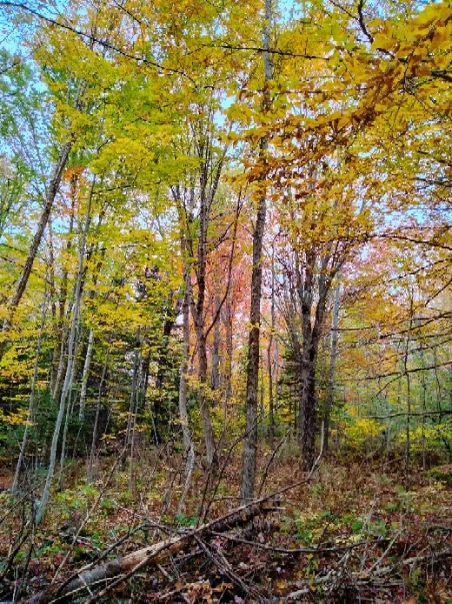 Tbd Easton Road Sugar Hill NH 03586